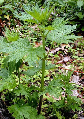 Motherwort Leonarus cardiaca